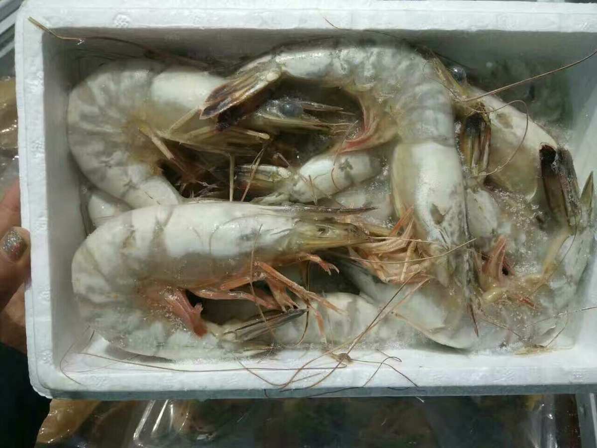 渤海灣珍鮮，禮遇四方——長年經營鮮活冷凍海產品，推出低中高海鮮大禮包