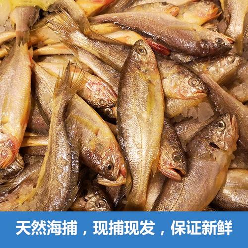 鮮活海產品 品味野生舟山小黃魚的極致鮮美