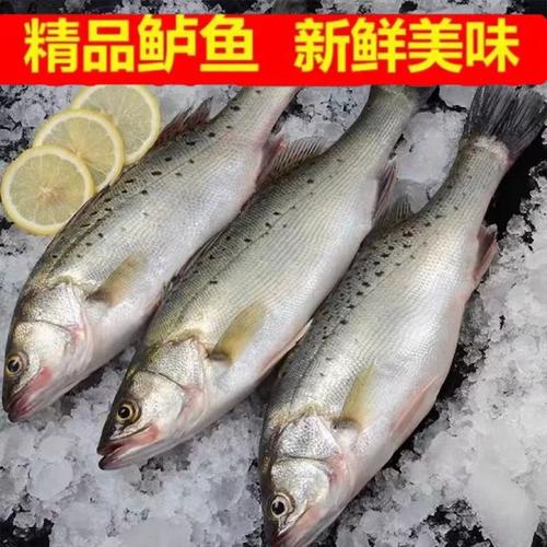 深海珍饈 鮮活海鱸魚的味覺之旅
