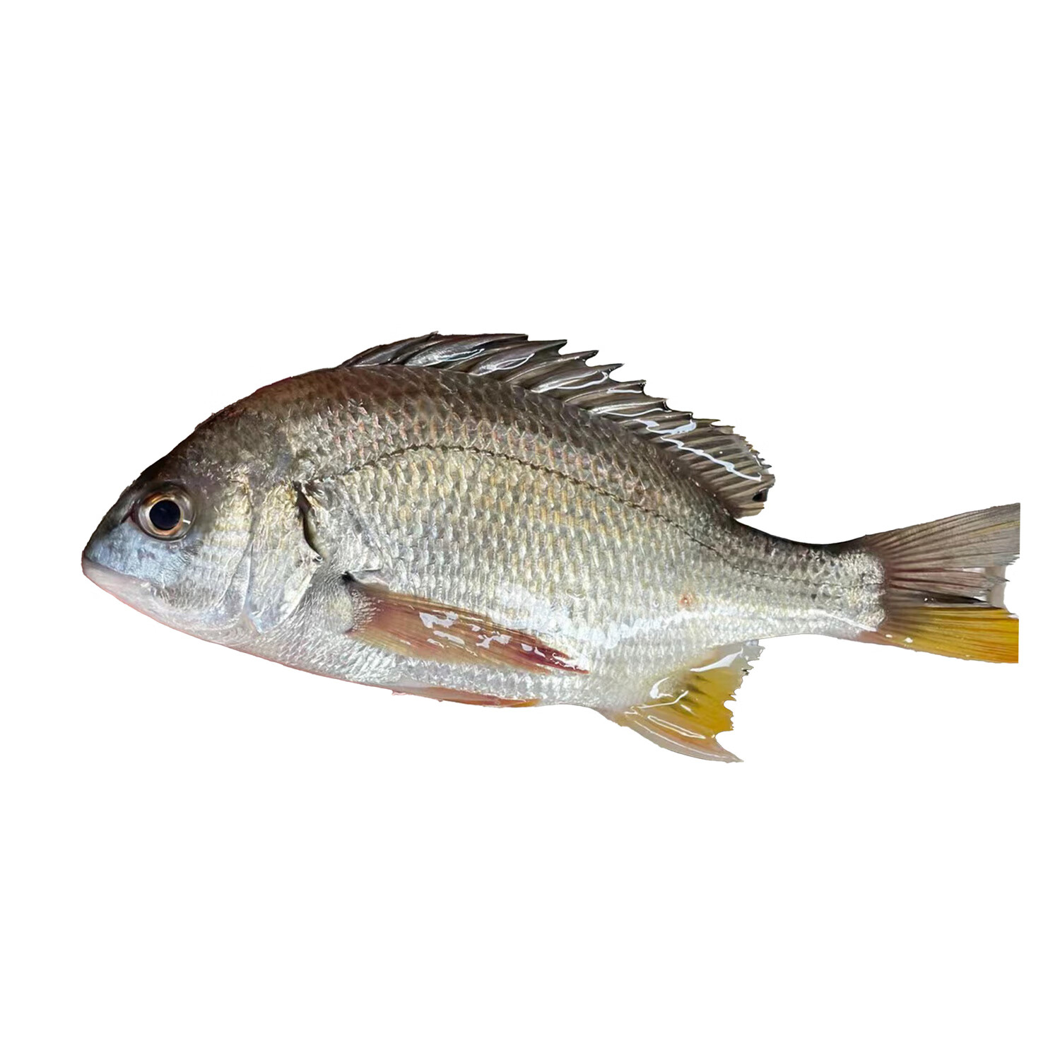 乃鮮海產品鮮活黃鯛魚深海捕撈海魚黃立魚黃腳立真空凍硬 鮮活真空黃