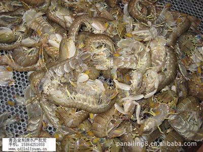 【供應皮皮蝦/爬蝦/琵琶蝦/海產品/水產品/鮮活海鮮】價格,廠家,圖片,蝦類,潘愛玲-