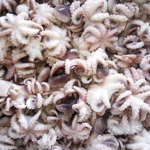 渤海灣新鮮八爪魚鮮活熟凍八爪魚小章魚海產品 1000克