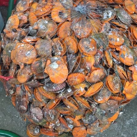 黃金貝 鮮活水產